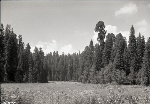 Crescent Meadow, Montane Meadow Plant Community