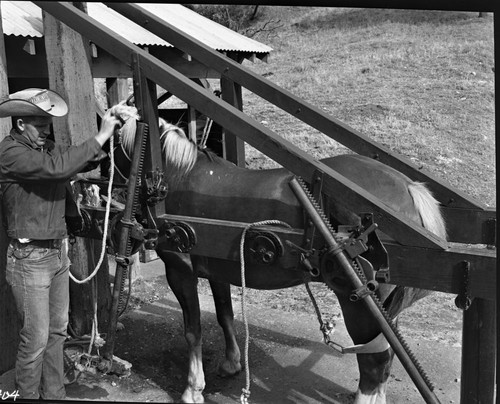 Training Activities, Stock Use, care of horses and pack stock, Jack and Troy Hall - NPS Individuals