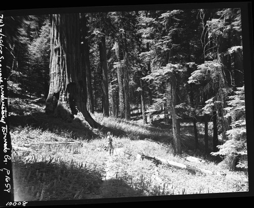 Misc. unnamed Sequoias, Tornado Creek Grove