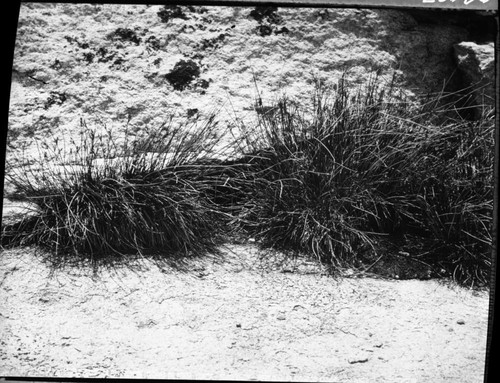 Misc. Birds, Water Pipit nest site at Table Meadow. Series of 4 photos progressively closer to nest