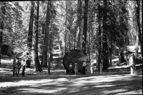 Exhibits, Giant Sequoia Sections, Old exhibits at Sherman Tree