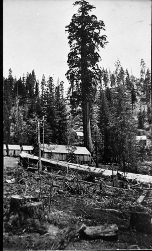 Logging, Early scenes at Millwood, early 1900's