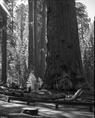 General Sherman Tree, base