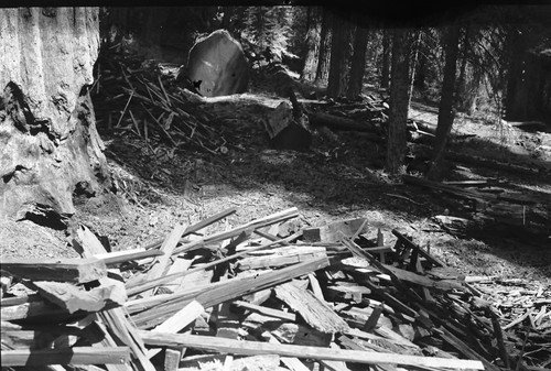 Logging, logging damage. Redwood Mountain Grove