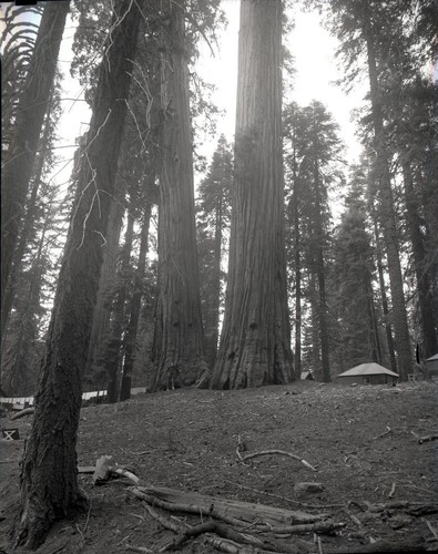 Miscellaneous Named Giant Sequoias, leaning giant sequoia, now Puzzle Corner Tree near Lodge