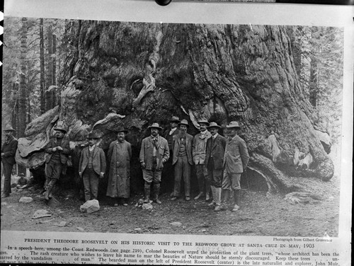 Mariposa Grove, Yosemite National Park, Misc. Groups, Theodore Roosevelt's visit to the Grizzly Giant, R to L: Benjamin Ide Wheeler, Private Secretary Loeb, Nicholas Murry, Butler President Columbia U