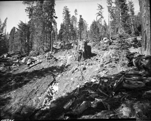 Dillwood, Logging, Cut-off area at Dillonwood