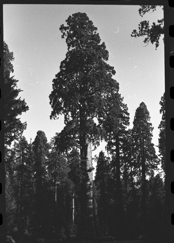 Sentinel Tree, full tree — Calisphere