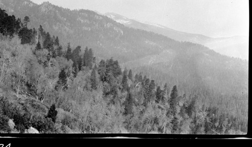 Trail routes, trail route above Oriole Lake. Mixed coniferous forest