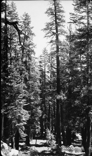 Mixed coniferous forest plant community. 9200' Type Map