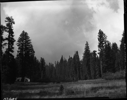 Misc. Meadows, Grant Grove Village Meadow. Montane Meadow Plant Community