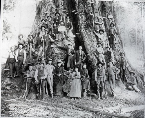 General Grant Tree, group around Grant Tree