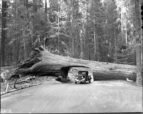 Tunnel Log, old vehicles through log. Vehicular Use