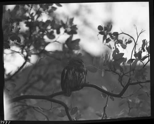 Owls, Pygmy Owl