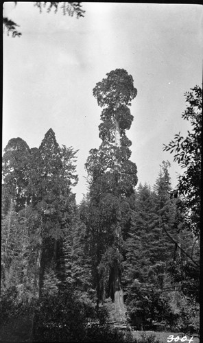 Crescent Meadow, Giant Sequoias, Montane Meadow Plant Community