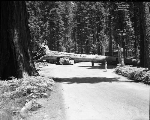 Tunnel Log, Vehicular Use