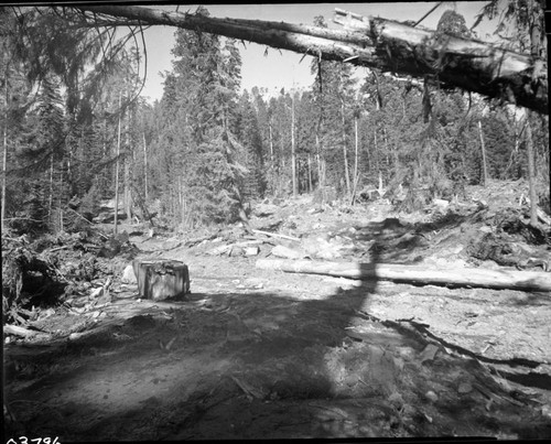 Dillwood, Logging, Cut-off area at Dillonwood