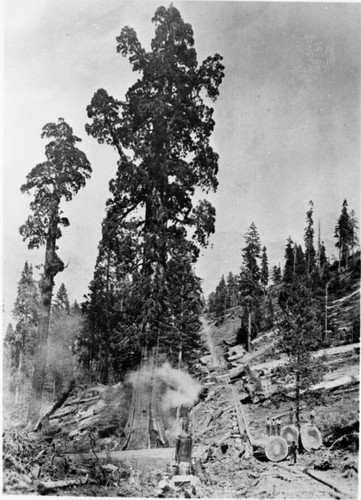 Logging, lumbering operations, Boole Tree in background