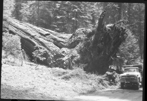 Buttress Tree, Just after it fell