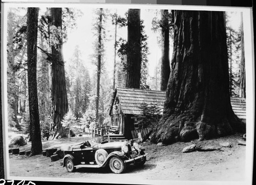 Concessioner Facilities, Lodge dining room, Vehicular Use. Ca. 1929, License plate