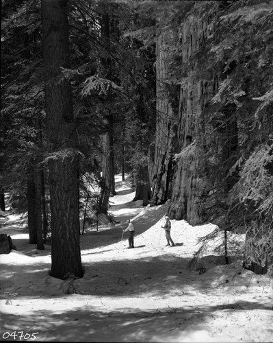 Skiing, Cross-Country Skiing in Giant Forest. L to R: Barry Caulfield & Paul Turner