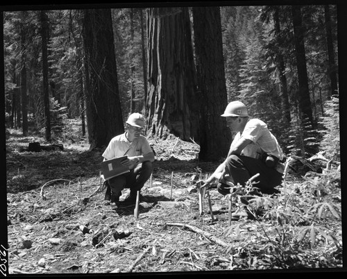 Research, Misc. Resource Management Concerns, Giant Sequoia seedlings. Dr. Richard J Hartesveldt (left in photo) and Dr. H Thomas Harvey, Ecologist, San Jose State College, are recording sequoia seed