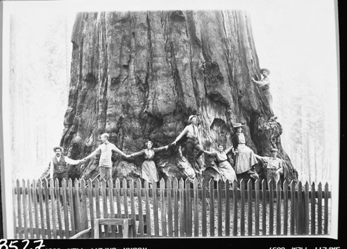 General Sherman Tree, L to R: John Rhodes, Thos. Aitken, Mrs. George Smith, Frank Pryor, Mrs. Lem Hyde, Mrs. Thos. Aitken, Lem Hyde, Dick Whitley (above), Misc. Groups