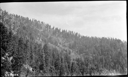 Trail routes, along west slope of Seven Mile Hill. Mixed Coniferous Forest