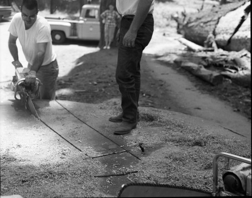 Giant Sequoia Sections, Cutting Section for University of Pennsylvania Carbon 14 Lab. Cut from felled leaning tree near lodge. Section 14"x2'x6