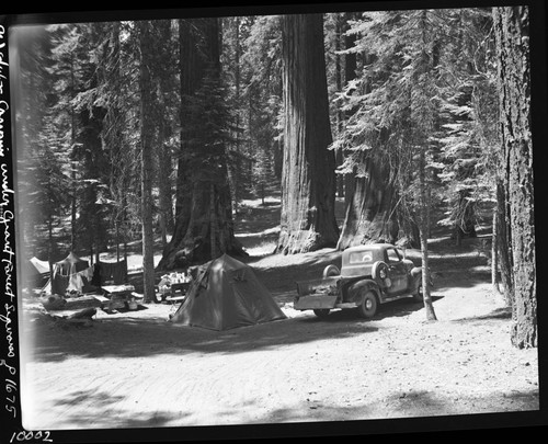 Camping, camping among sequoias
