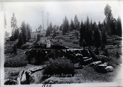 Logging, Sequoia stumps in Big Stump Basin. Individuals unidentified