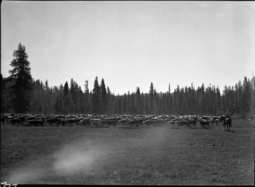 Grazing, Meadow Studies, Misc. Meadows, roundup at Rowell, Lackey's gathering. Light leak