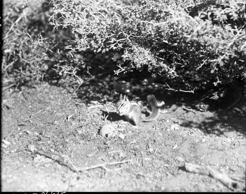 Lodgepole Chipmunk