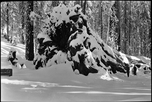 Fallen Giant Sequoias, Puzzle Corner Tree