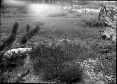 Meadow studies, Crowley Meadow showing feed detail at edge of meadow. Fine Feed but too many cattle. Light leak