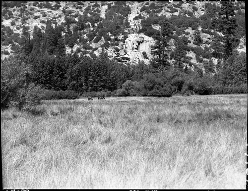 Meadow studies, Simpson Meadow, permanent Meadow photo plot study. Stock Use