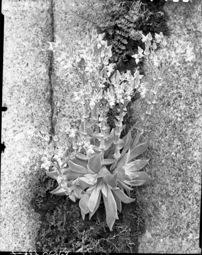 Misc. plants, Stonecrop (Dudleya cymosa) growing on granite
