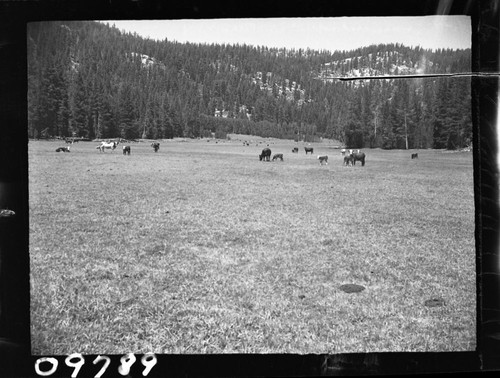 Grazing, meadow studies, grazing at meadow