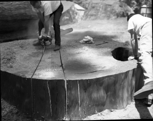 Giant Sequoia Sections, Cutting Section for University of Pennsylvania Carbon 14 Lab. Cut from felled leaning tree near lodge. Section 14"x2'x6