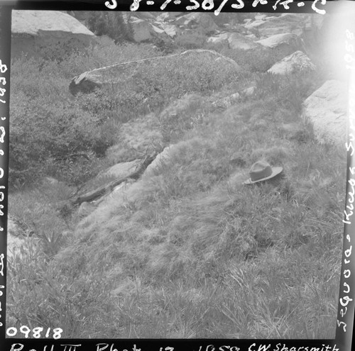 Meadow studies, Ouzel Meadow, permanent meadow photo plot study