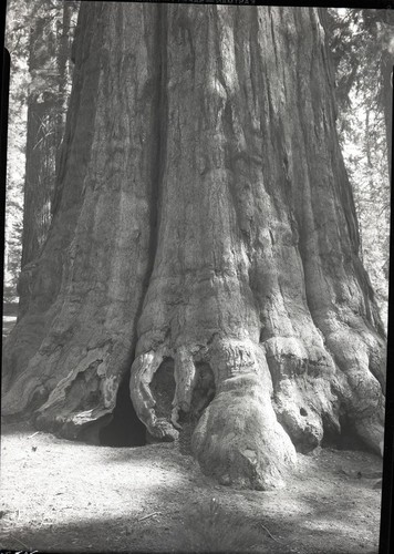 General Sherman Tree, Old photos of base area