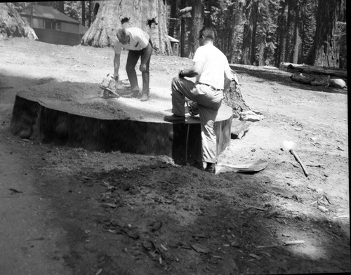 Giant Sequoia Sections, Cutting Section for University of Pennsylvania Carbon 14 Lab. Cut from felled leaning tree near lodge. Section 14"x2'x6