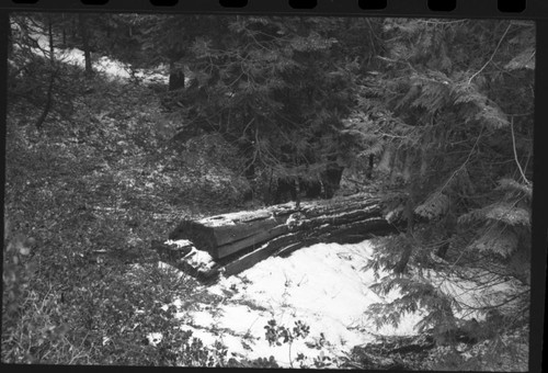 Aborglyphs. Witness Tree. Near Camp Conifer