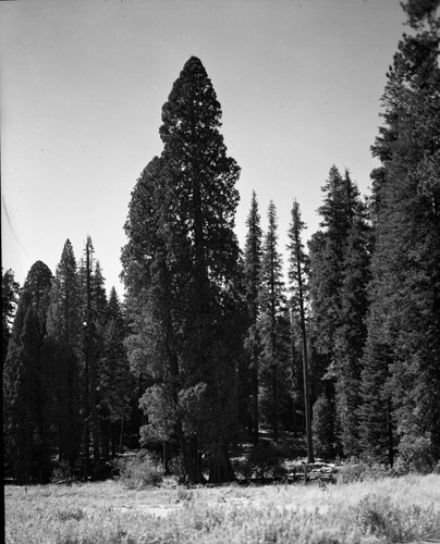 Misc. Unnamed Sequoias, Sequoias near Tharp's Log