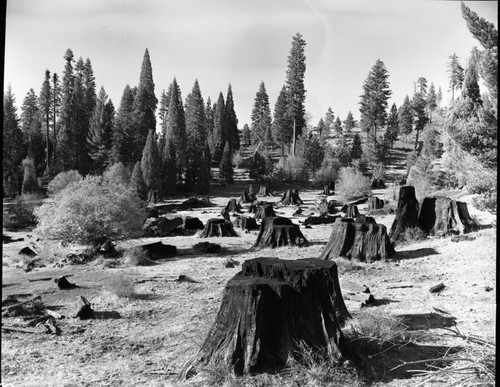 Giant Sequoia Stumps, Logging, Miscellaneous Meadows, Stump Meadow