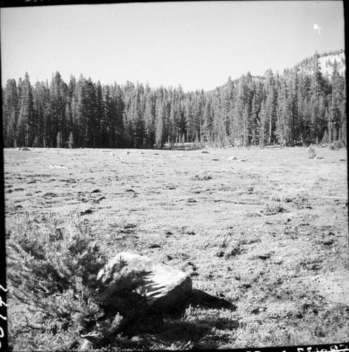 Misc. Creeks, West Fork Ferguson Creek. Lodgepole Pine Forest Plant Community, Subalpine Meadow Plant Community