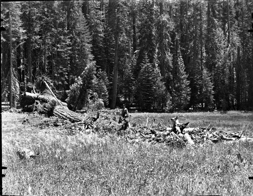 Fallen Giant Sequoias, Fell at 4:25pm Crescent Meadow