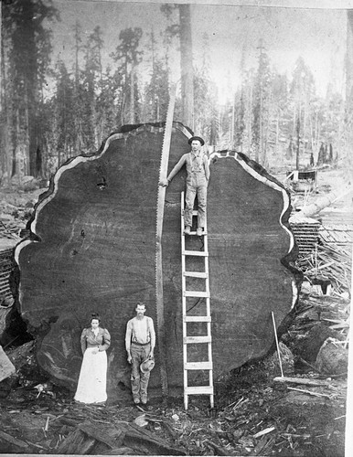 Logging, Cut end of tree showing welded crossout saws