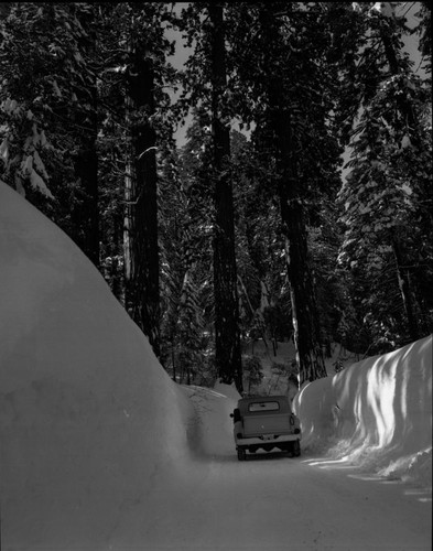 Record Heavy Snow, Record snows Giant Forest area