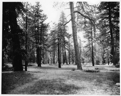 area prior to establishing campground. Mixed Coniferous Forest Plant Community. Area called Wooden Bridge Camp. [8x10 print]
